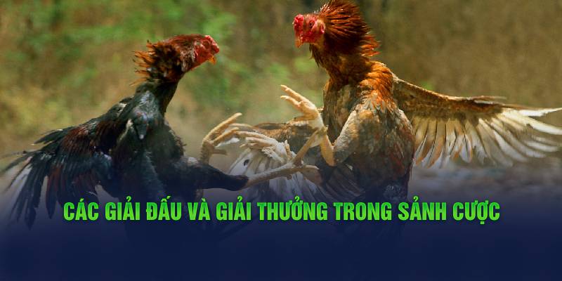 cac-giai-dau-va-giai-thuong-trong-sanh-cuoc